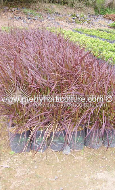 Pennisetum rubra 1